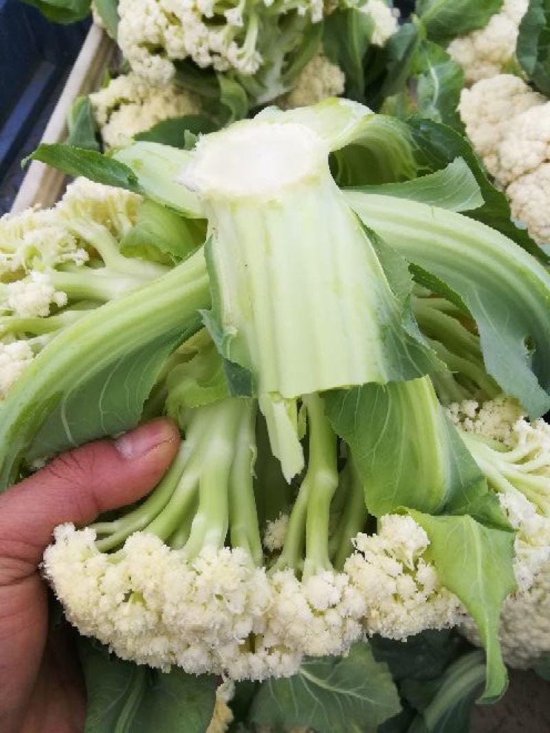 菜花2~3斤散花乳白