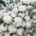 菜花2~3斤散花乳白