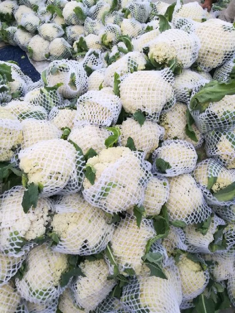 菜花2~3斤散花乳白