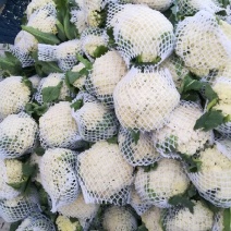 菜花2~3斤散花乳白
