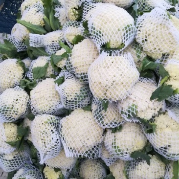 菜花2~3斤散花乳白