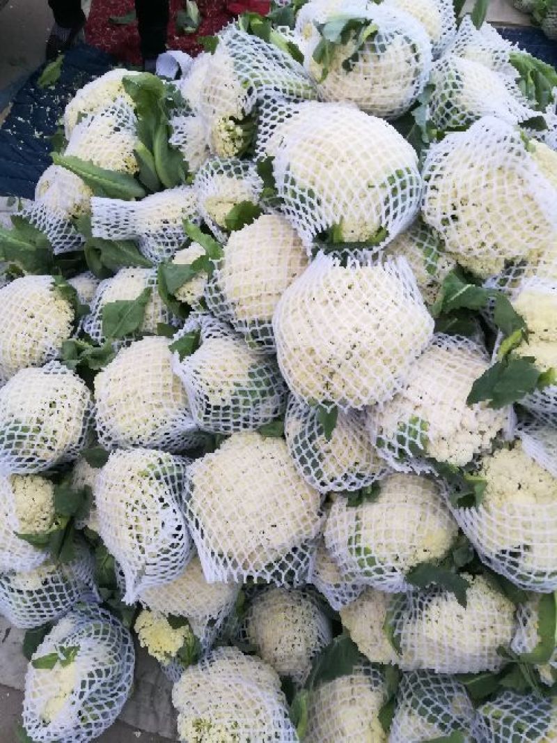 菜花2~3斤散花乳白