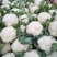 菜花2~3斤散花乳白