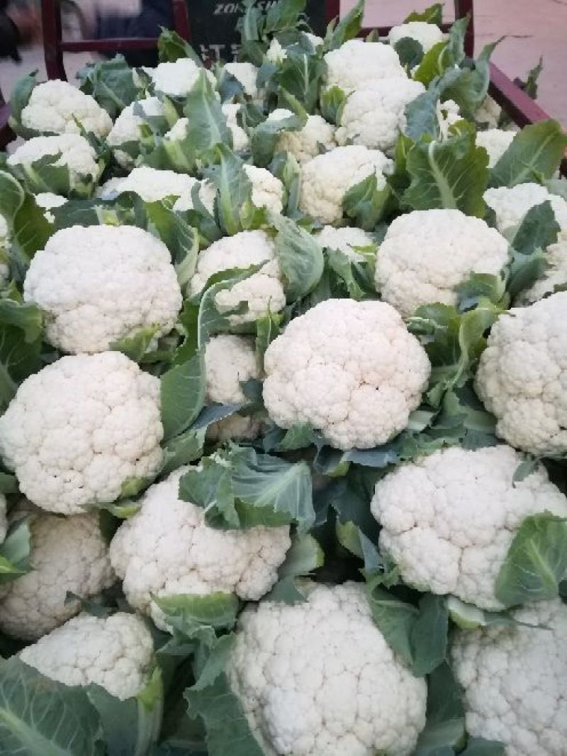 菜花2~3斤散花乳白