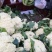 菜花2~3斤散花乳白