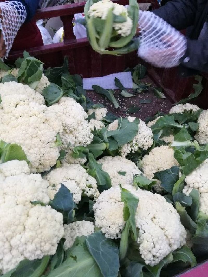 菜花2~3斤散花乳白