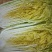 黄心白菜净菜4~6斤