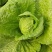 黄心白菜净菜4~6斤