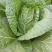 黄心白菜净菜4~6斤