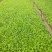 黄心白菜净菜4~6斤