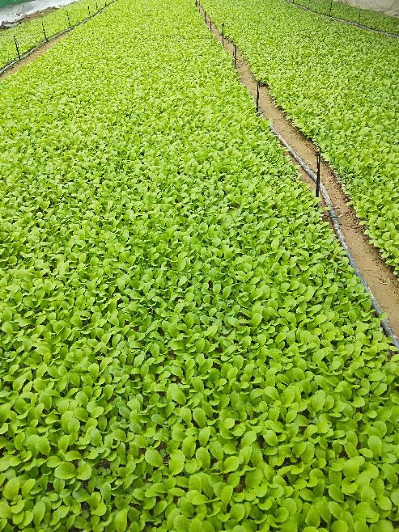 黄心白菜净菜4~6斤