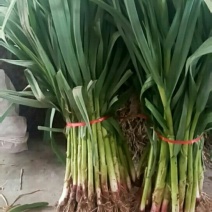 红根蒜苗40~45cm