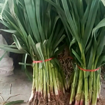 红根蒜苗40~45cm