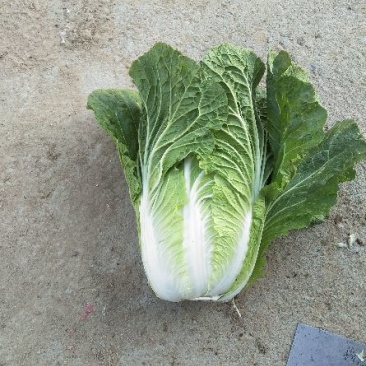 菊锦春白菜4~6斤净菜