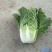 菊锦春白菜4~6斤净菜