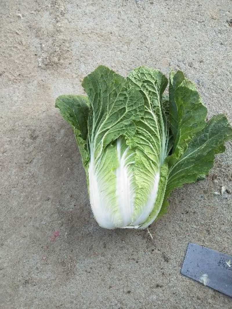 菊锦春白菜4~6斤净菜