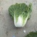 菊锦春白菜4~6斤净菜