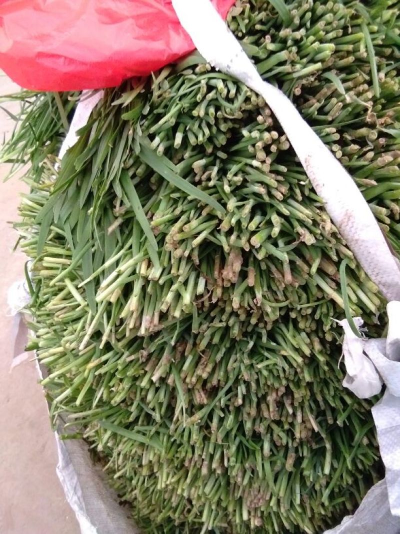 小叶韭菜头茬
