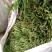 小叶韭菜头茬