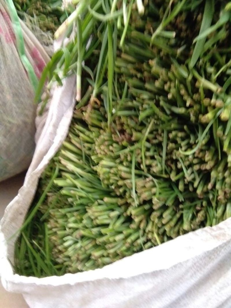 小叶韭菜头茬