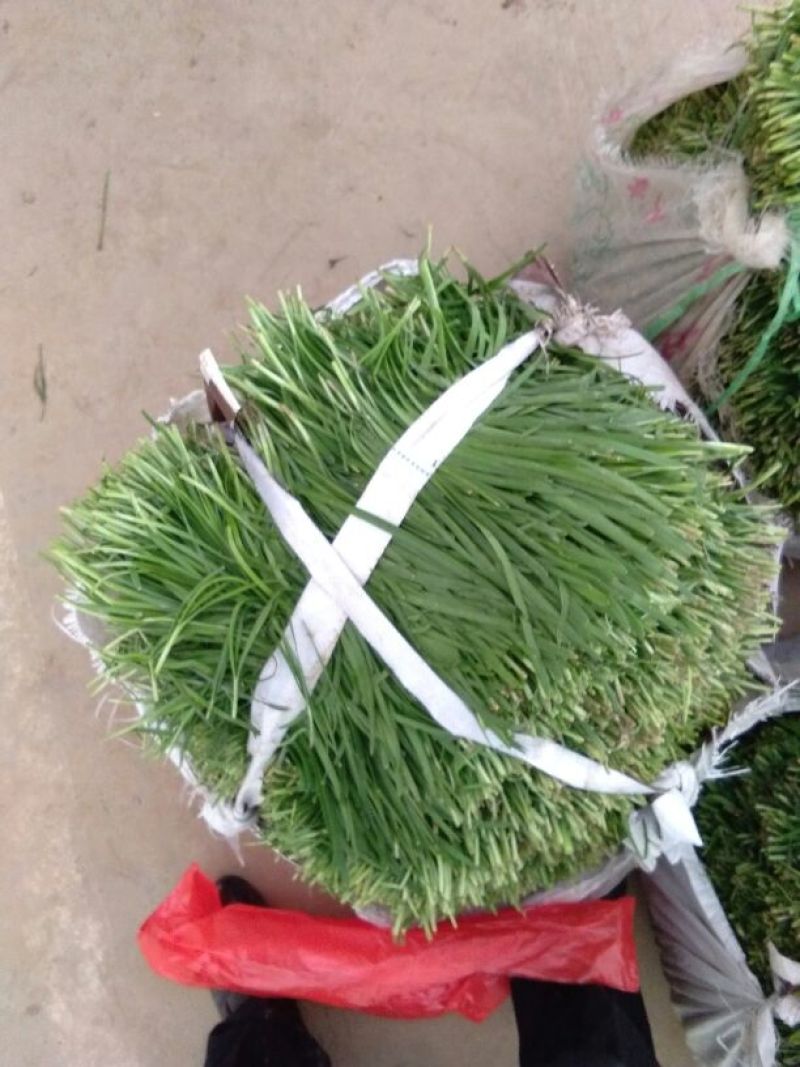 小叶韭菜头茬