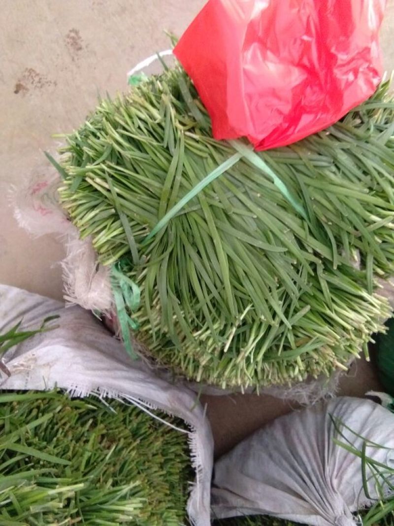 小叶韭菜头茬