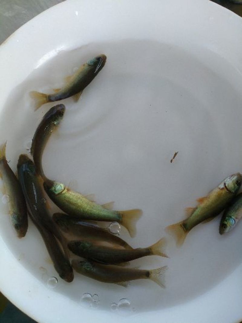丁桂鱼苗丁贵鱼苗丁岁鱼欧洲丁桂鱼苗产地批发