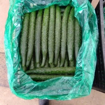 密刺黄瓜25公分以上干花带刺