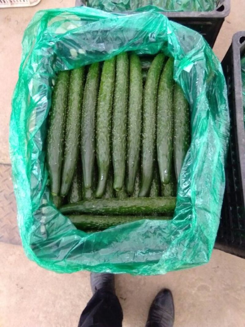 密刺黄瓜25公分以上干花带刺