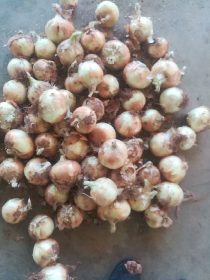 黄皮洋葱5~8厘米云南刚刚下来的洋葱，黄皮，早熟短日照