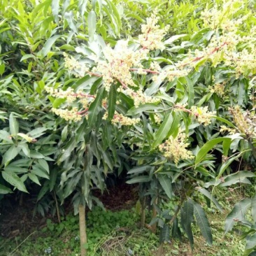 芒果苗1~1.5m