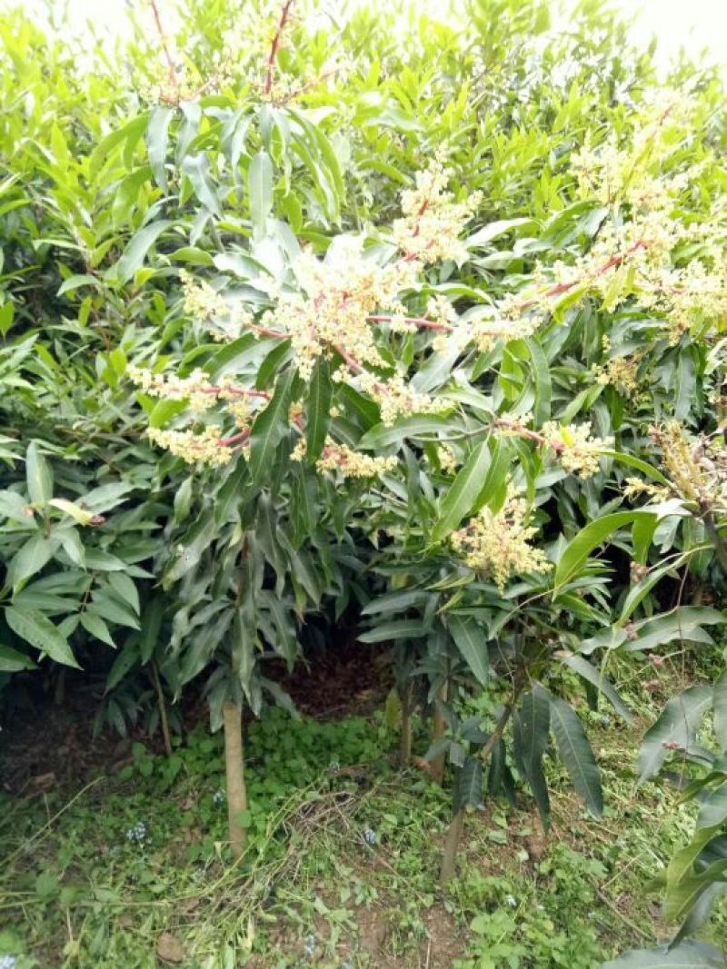 芒果苗1~1.5m