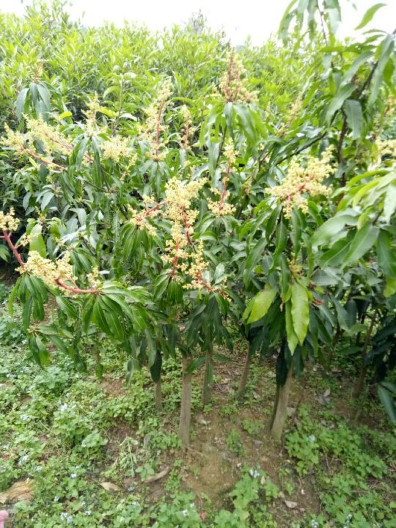 芒果苗1~1.5m