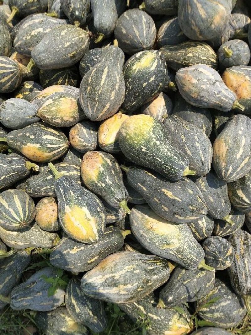 香芋南瓜2~3斤以上长条形