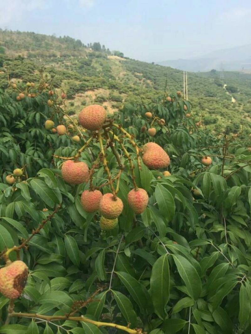 三月红荔枝，热带水果荔枝