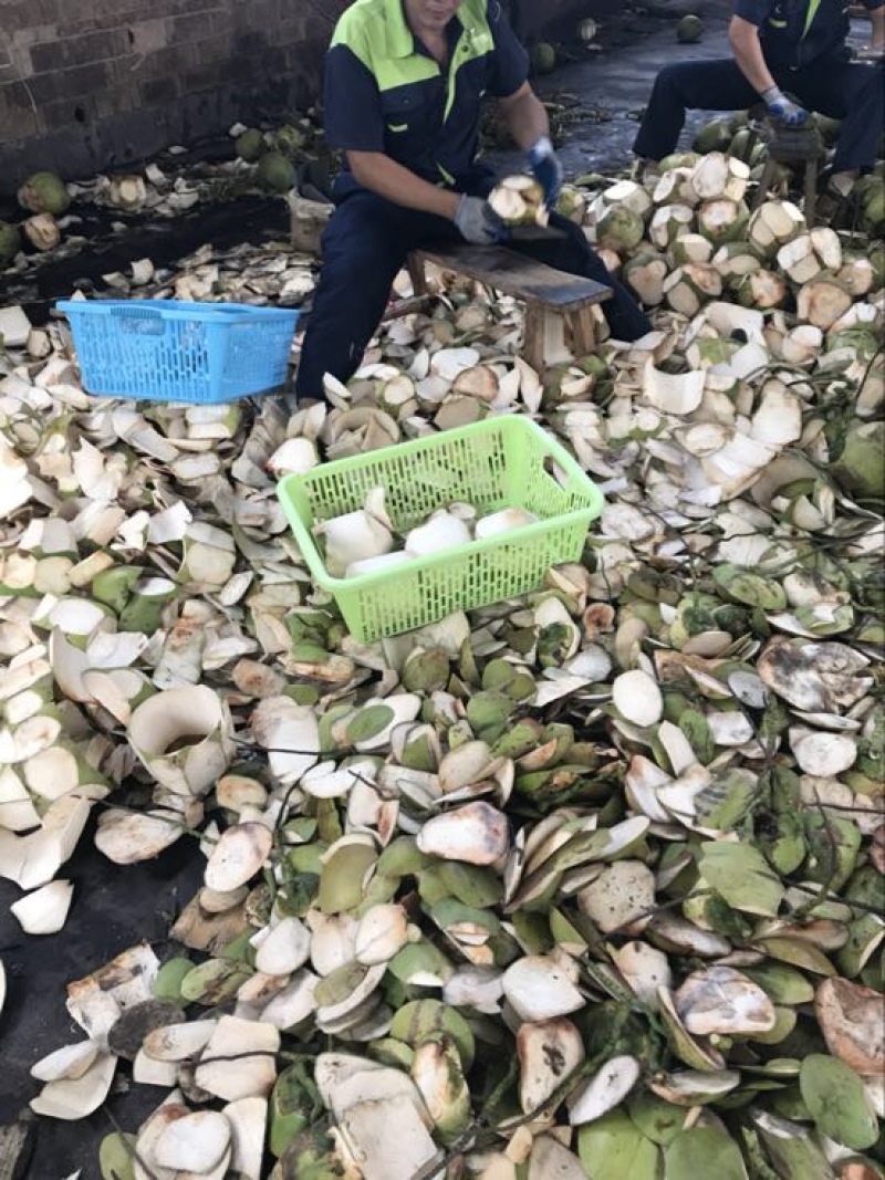 海南椰子4~5斤