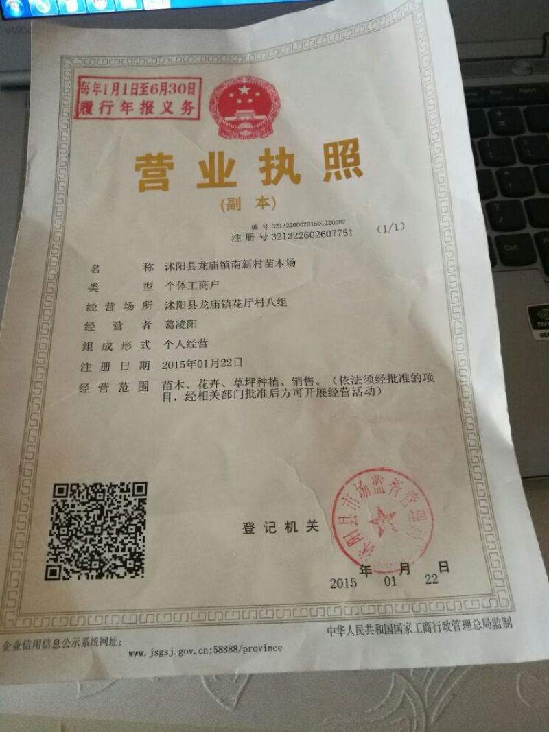 百日草种子