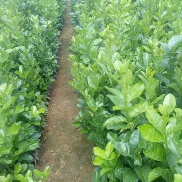 香橼树苗30~50cm