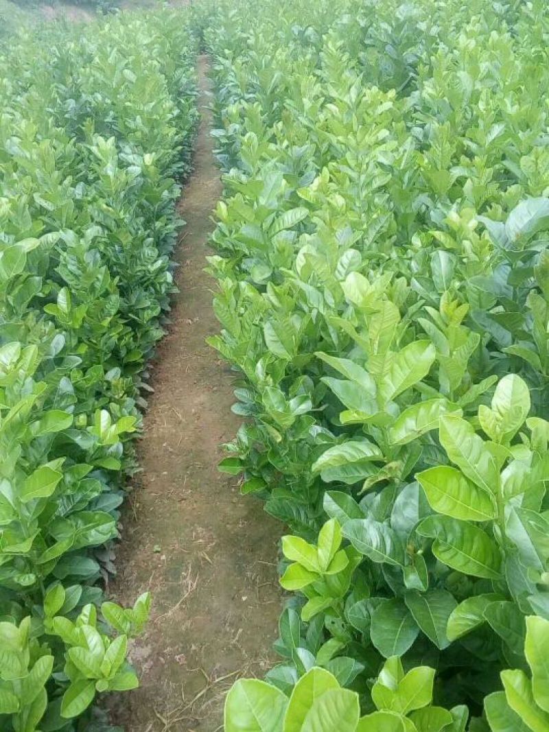 香橼树苗30~50cm