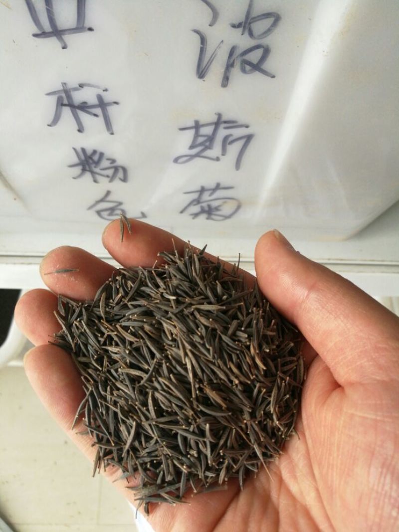 波斯菊种子100%以上