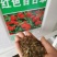 百日草种子