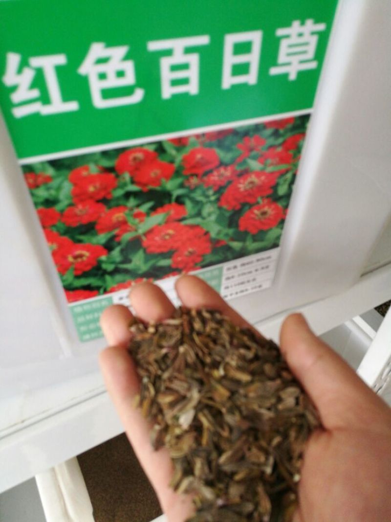百日草种子