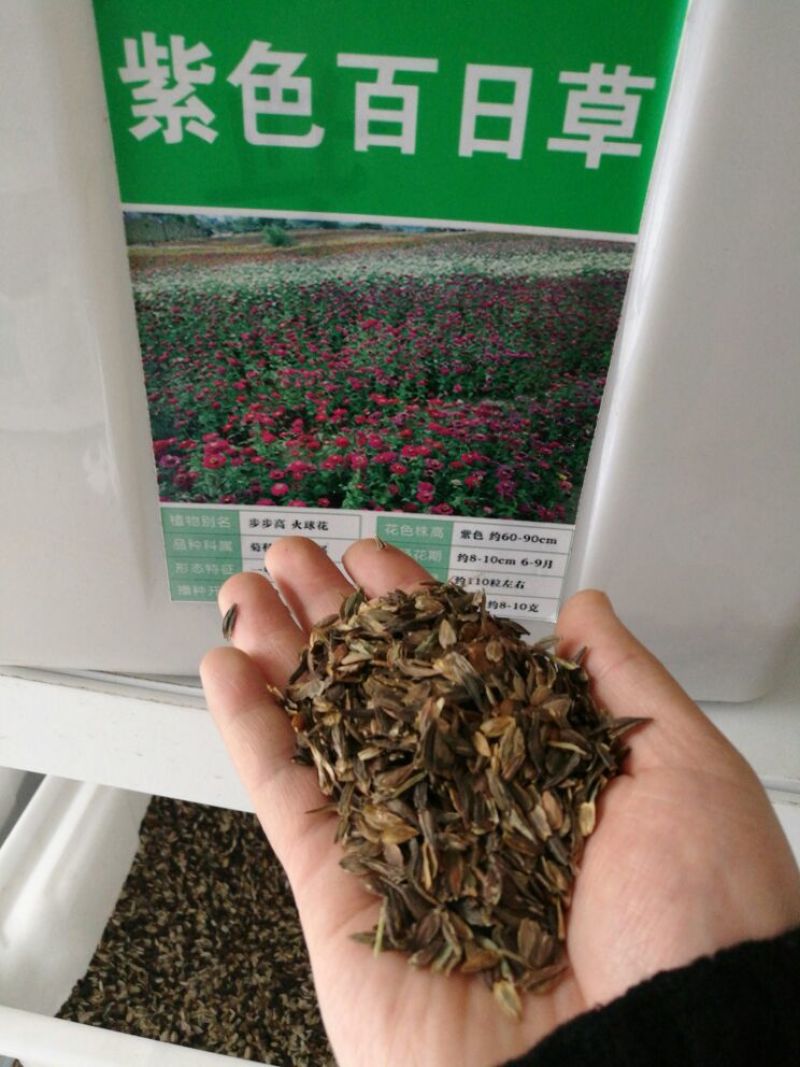 百日草种子