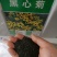黑心菊种子80%以上