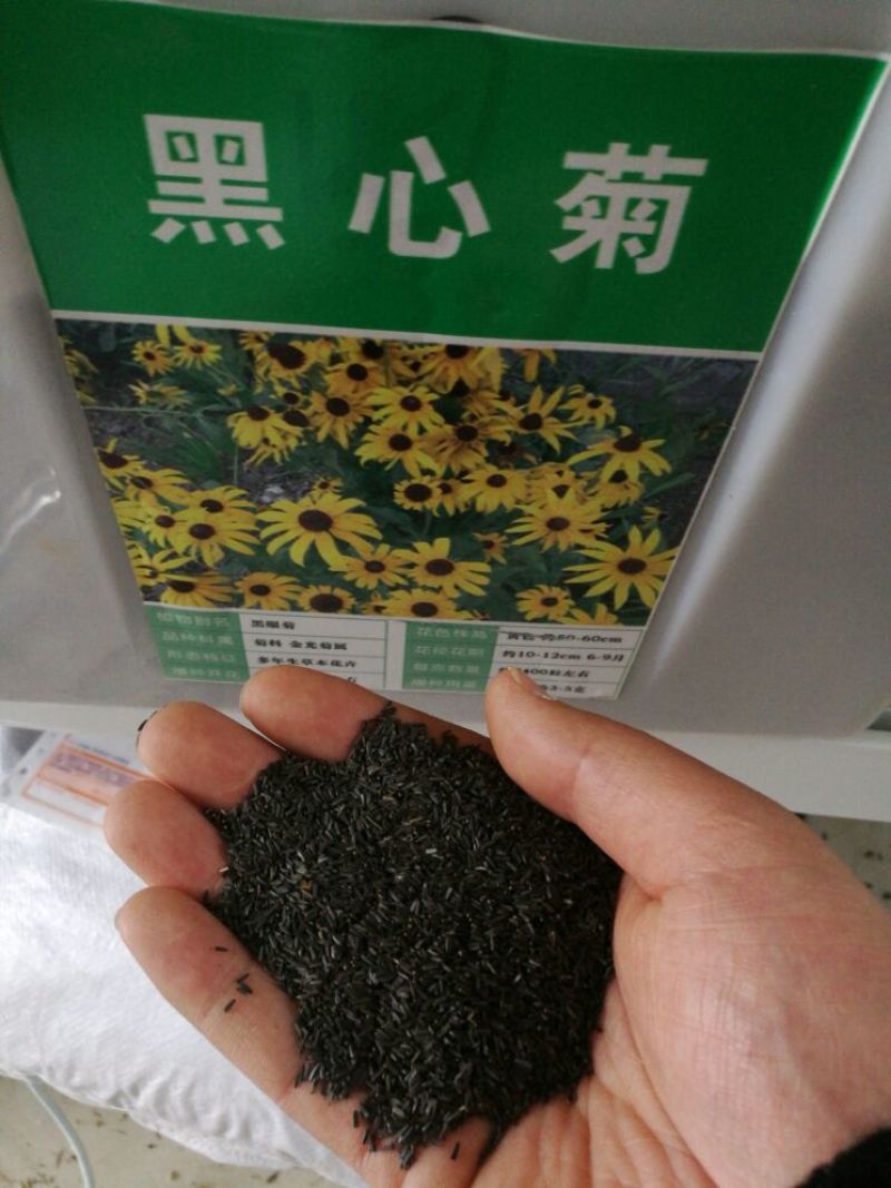黑心菊种子80%以上