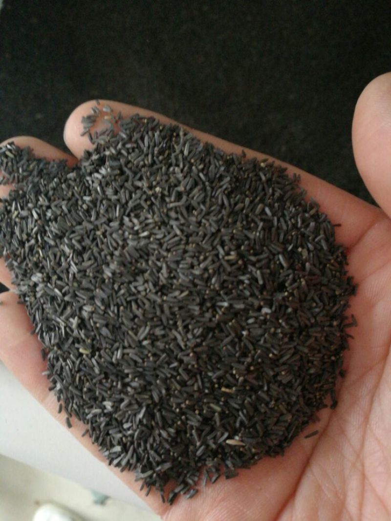 黑心菊种子80%以上