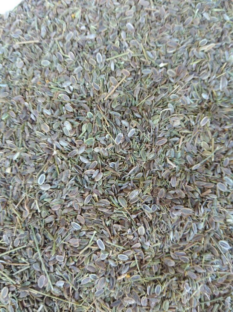 小茴香净货