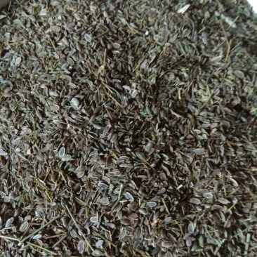 小茴香净货