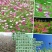 波斯菊种子100%以上