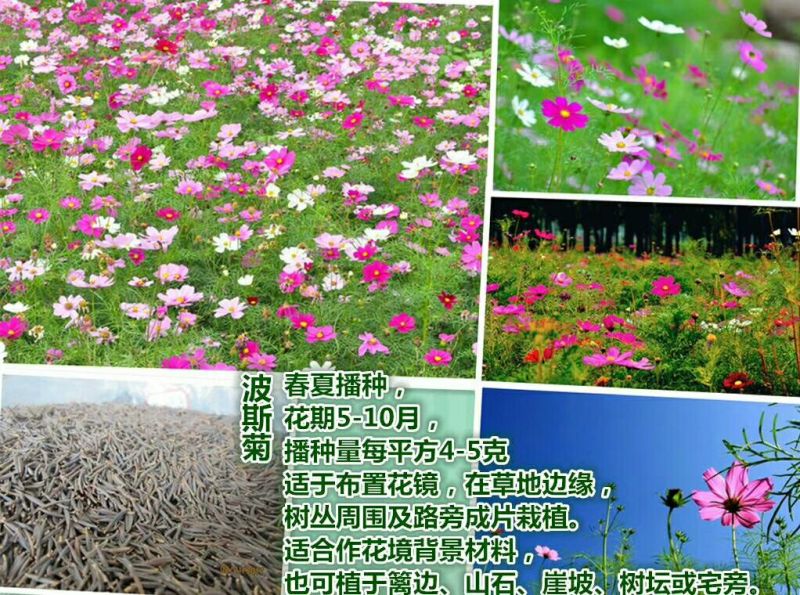 波斯菊种子100%以上